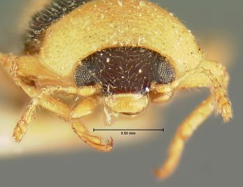 Media type: image;   Entomology 6748 Aspect: head frontal view